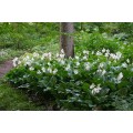 Melsvė ( lot. Hosta) Invincible