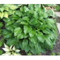Melsvė ( lot. Hosta) Invincible