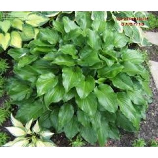 Melsvė ( lot. Hosta) Invincible