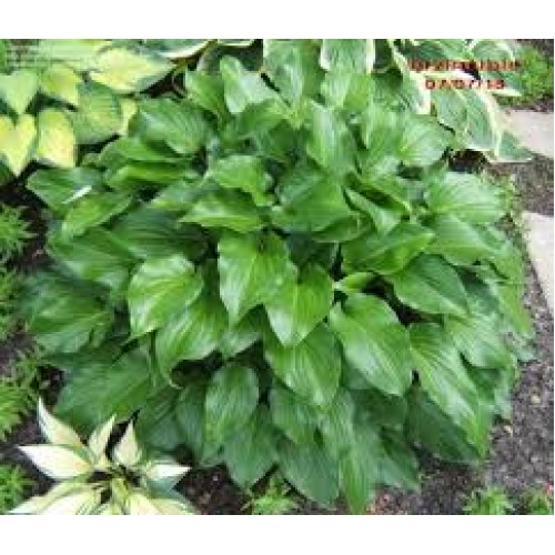 Melsvė ( lot. Hosta) Invincible