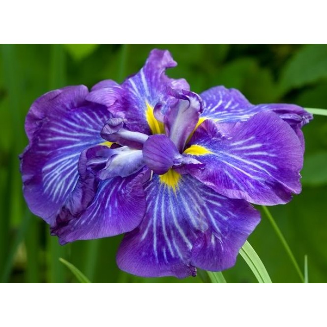 Vilkdalgis japoninis (lot. Iris ensata) Electric Rays