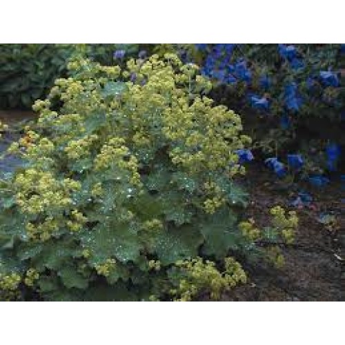 Rasakila švelnioji ( lot. Alchemilia mollis) Irish Silk