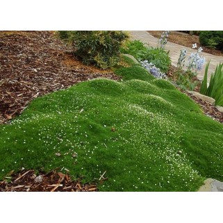 Žemene siuline (lot. Sagina subulata) Green Moss