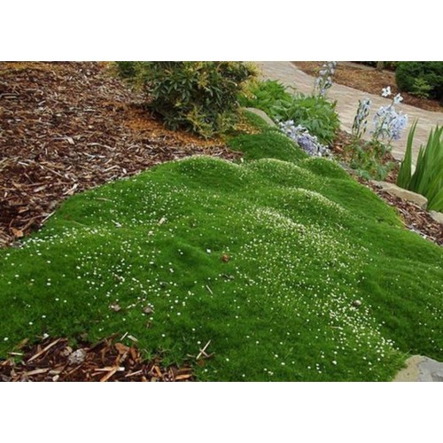 Žemene siuline (lot. Sagina subulata) Green Moss