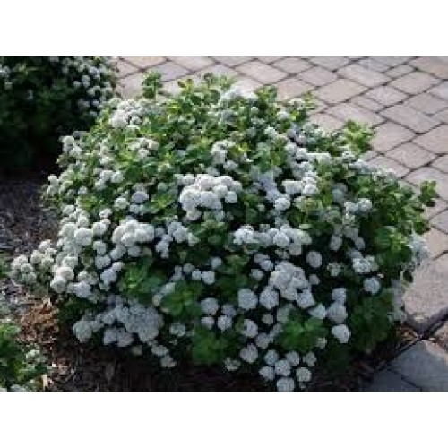 Lanksva beržalapė ( lot. Spiraea betulifolia) Island