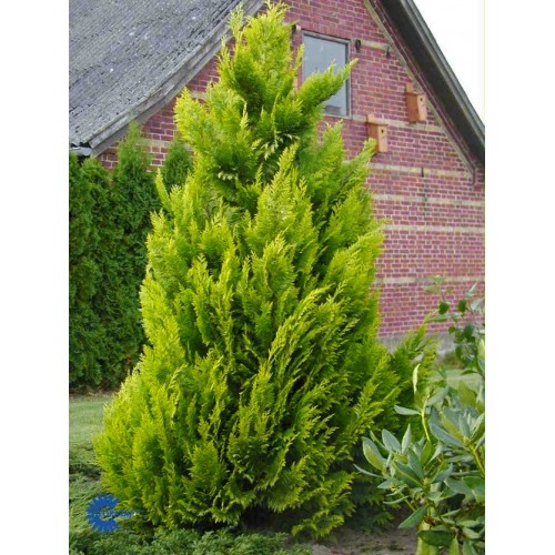 Puskiparisis lausono ( lot. Chamaecyparis lawsoniana)  Ivonne