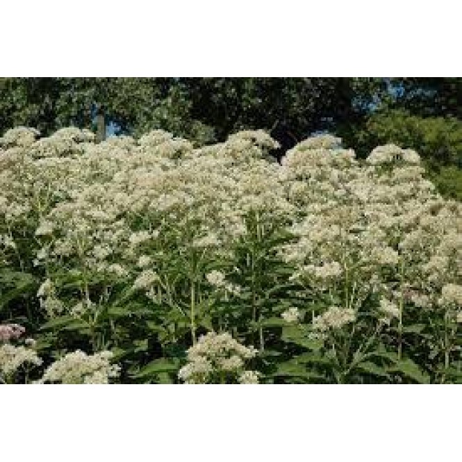 Kemeras ( lot.Eupatorium fistulosum f. albidum)  Ivory Towers