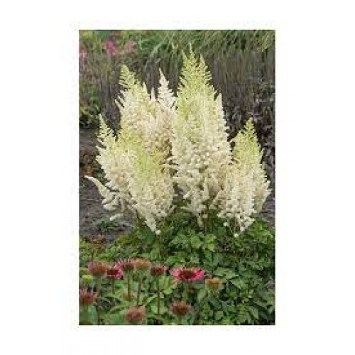 Astilbė kininė  (lot.Astilbe chinensis) Ivory Pearls