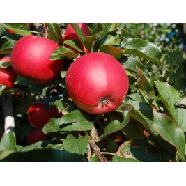 Obelis  ( lot. Malus domestica) Bohemia Red