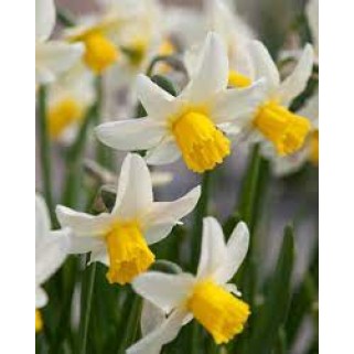 Narcizas ciklameninis ( lot. Narcissus) Jack Snipe, 50 vnt,