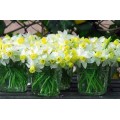 Narcizas ciklameninis ( lot. Narcissus) Jack Snipe, 50 vnt, vazone