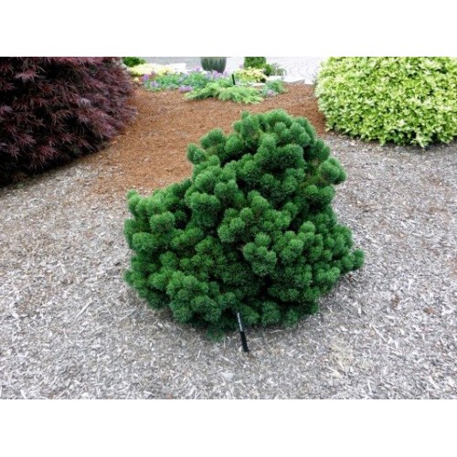 Pušis kalninė ( lot. Pinus mugo) Jakobsen