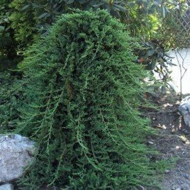 Kadagys ant koto( lot. Juniperus horizontalis)  Prince of Whales
