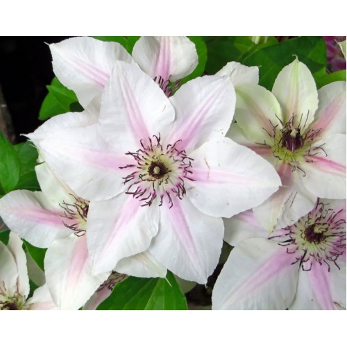 Raganė ( lot.Clematis) Jan Pawel II