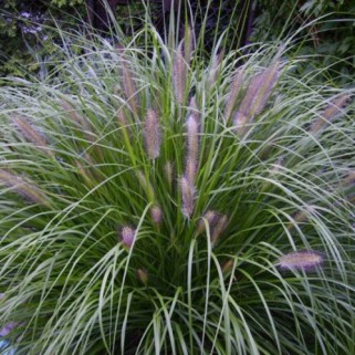 Soruolė  pašiaušėlinė (lot. Pennisetum alopecuroides) Japonicum