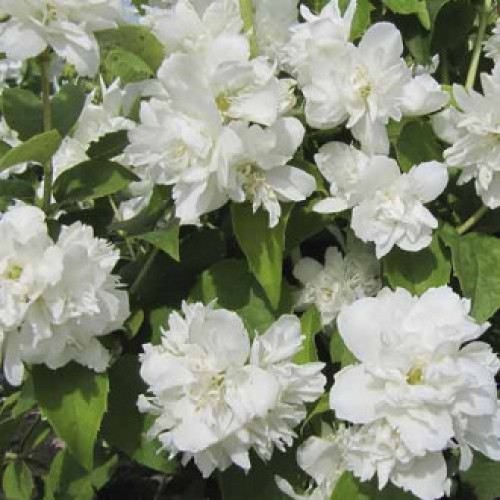 Jazminas ( lot. Philadelphus)   Schneesturm