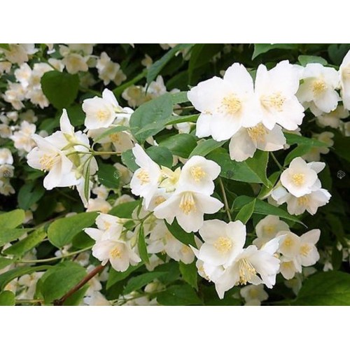 Jazminas darželinis ( lot. Philadelphus coronarius)  