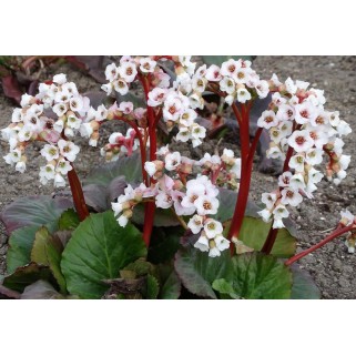 Bergenija (lot. Bergenia) Jelle