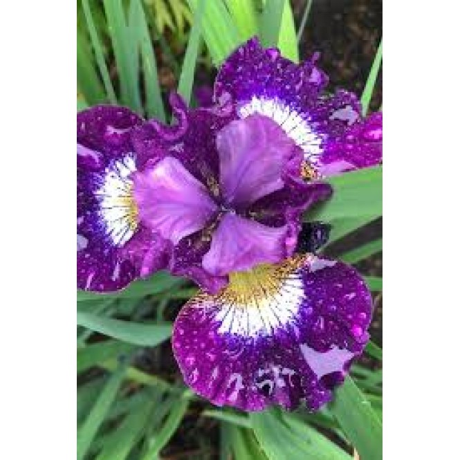 Vilkdalgis sibirinis  (lot. Iris sibirica ) Jewelled Crown