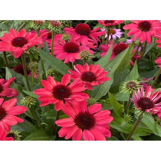 Ežiuolė  (lot.Echinacea purpurea) Sunmagic Vintage Ruby