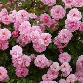 Rožė vijoklinė ( lot. Rosa )  John Davis