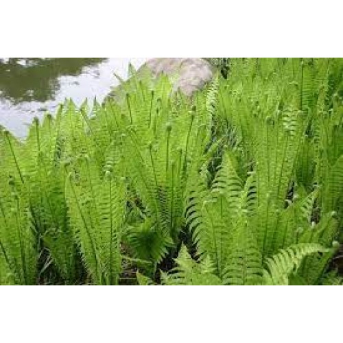 Paupinis jonpapartis  (lot. Matteuccia struthiopteris )