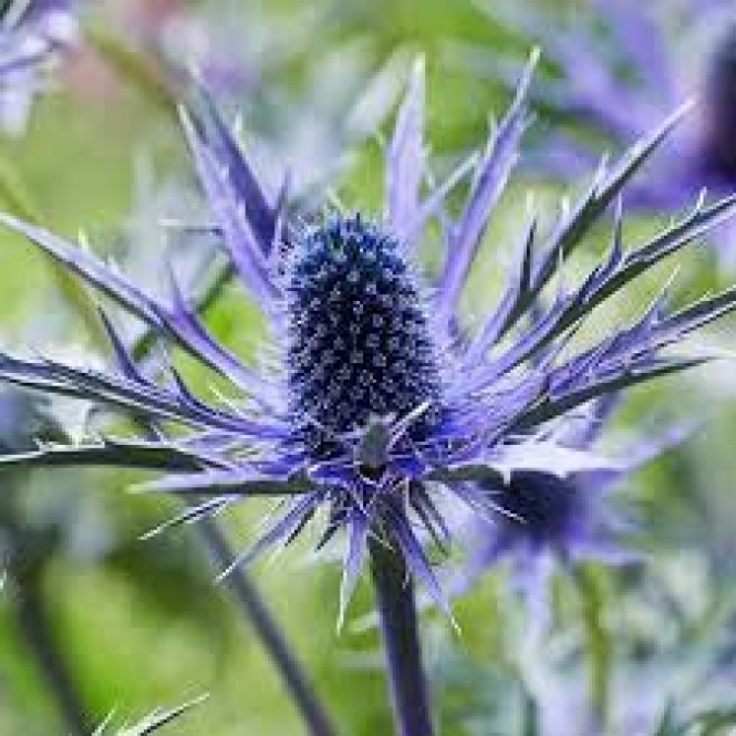 Zunda ( lot. Eryngium zabelii) Jos Eijking