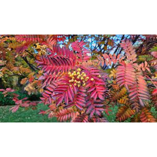 Šermukšnis ( lot. Crataegosorbus) Joseph Rock