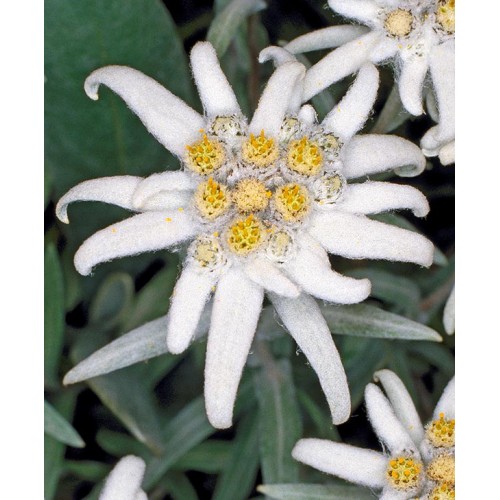 Liūtpėdė alpinė (lot. Leontopodium alpinum) May snow