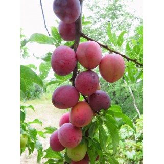 Slyva koloninė ( lot.Prunus domestica )  Jubileum