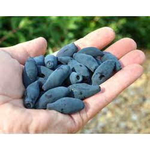 Sausmedis kamčiatkinis ( lot. Lonicera kamtschatica) Gordost Bakczara