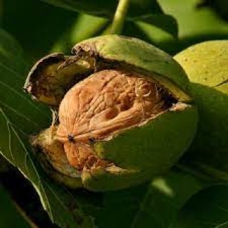 Riešutmedis graikinis (lot. Juglans regia)