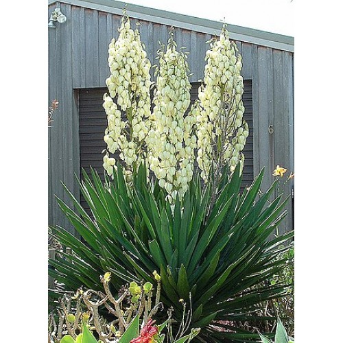 Juka pluoštinė (lot. Yucca filamentosa) 
