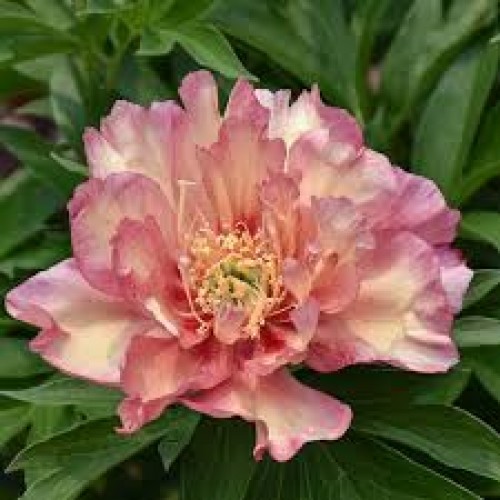 Bijūnas ( lot. peonia hybrida)  Julia Rose 2026 ruduo