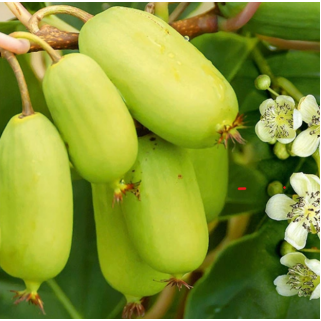 Aktinidija smailialapė ( lot. Actinidia arguta) Jumbo (moteriška)