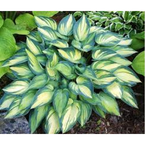 Melsvė ( lot. Hosta) June