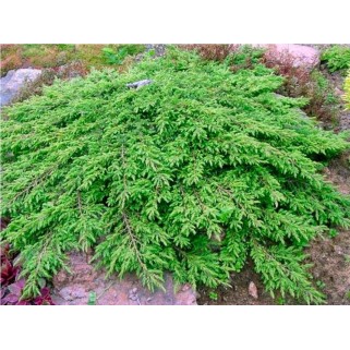Kadagys paprastasis ( lot. Juniperus communis)  Green Carpet