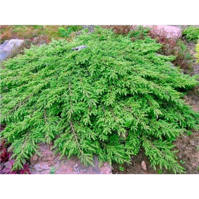 Kadagys paprastasis ( lot. Juniperus communis)  Green Carpet