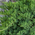 Kadagys šliaužiantysis( lot. Juniperus procumbers)  Nana