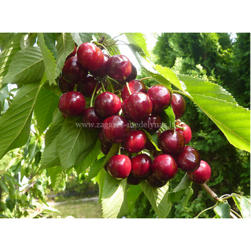 Trešnė ( lot.Prunus avium ) Jurgita