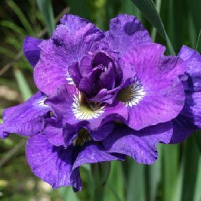 Vilkdalgis sibirinis  (lot. Iris sibirica ) Kaboom