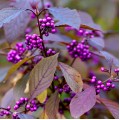 Vaisuolė azijinė ( lot. Callicarpa bodinieri var. giraldii) Profusion