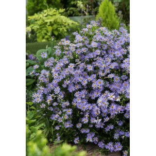 KAlimeris  ( lot. Kalimeris incisa) Blue Star