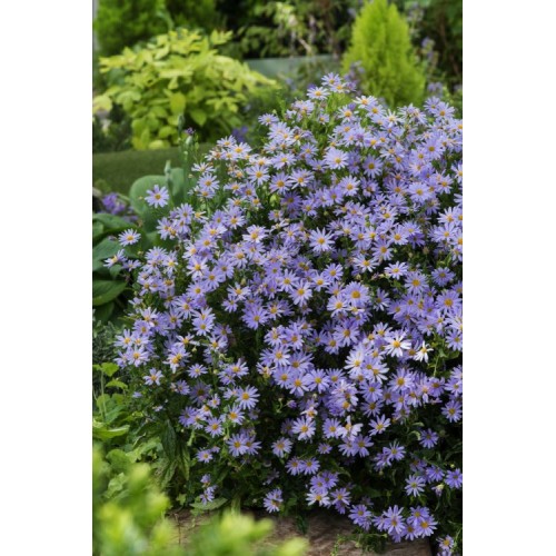 KAlimeris  ( lot. Kalimeris incisa) Blue Star