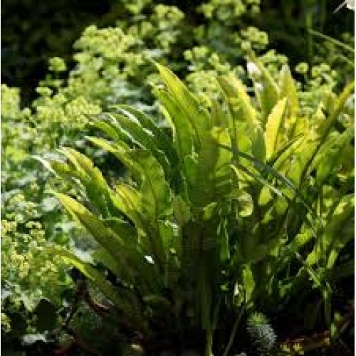 Kalnarūtė (lot. Asplenium scolopendrium)
