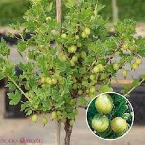 Agrastas geltonasis kamieninis ( lot. Ribes uva-crispa)  Hinonmaki