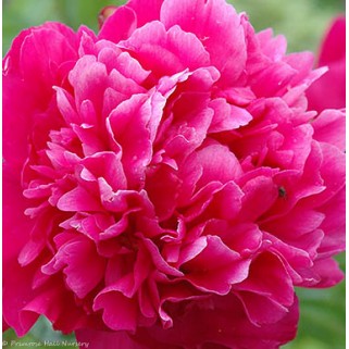 Bijūnas  (lot. peonia lactilora) Kansas,  2026 ruduo