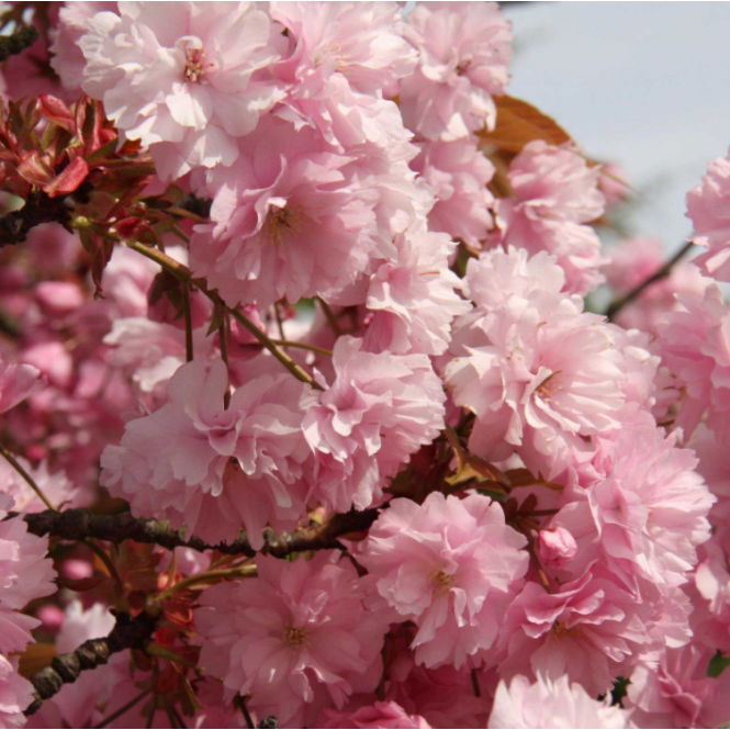 Vyšnia smailiadantė - sakura (Prunus serrulata)  Kanzan