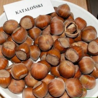 Lazdynas paprastasis ( lot. Corylus avellana)  Katalonski