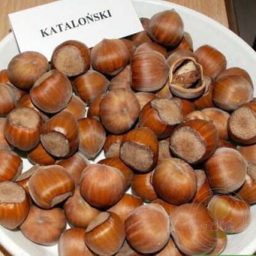 Lazdynas paprastasis ( lot. Corylus avellana)  Katalonski